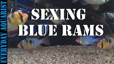 blue ram sex|Sexing German Blue Rams and South/Central American Cichlids.